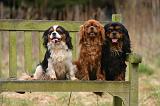 CAVALIER KING CHARLES 763